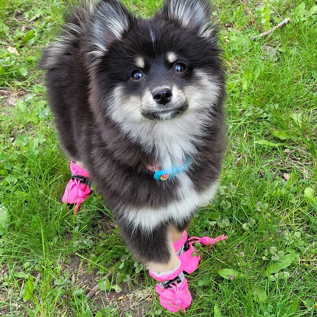 Pet Oxford Soft-Soled Puppy Boots